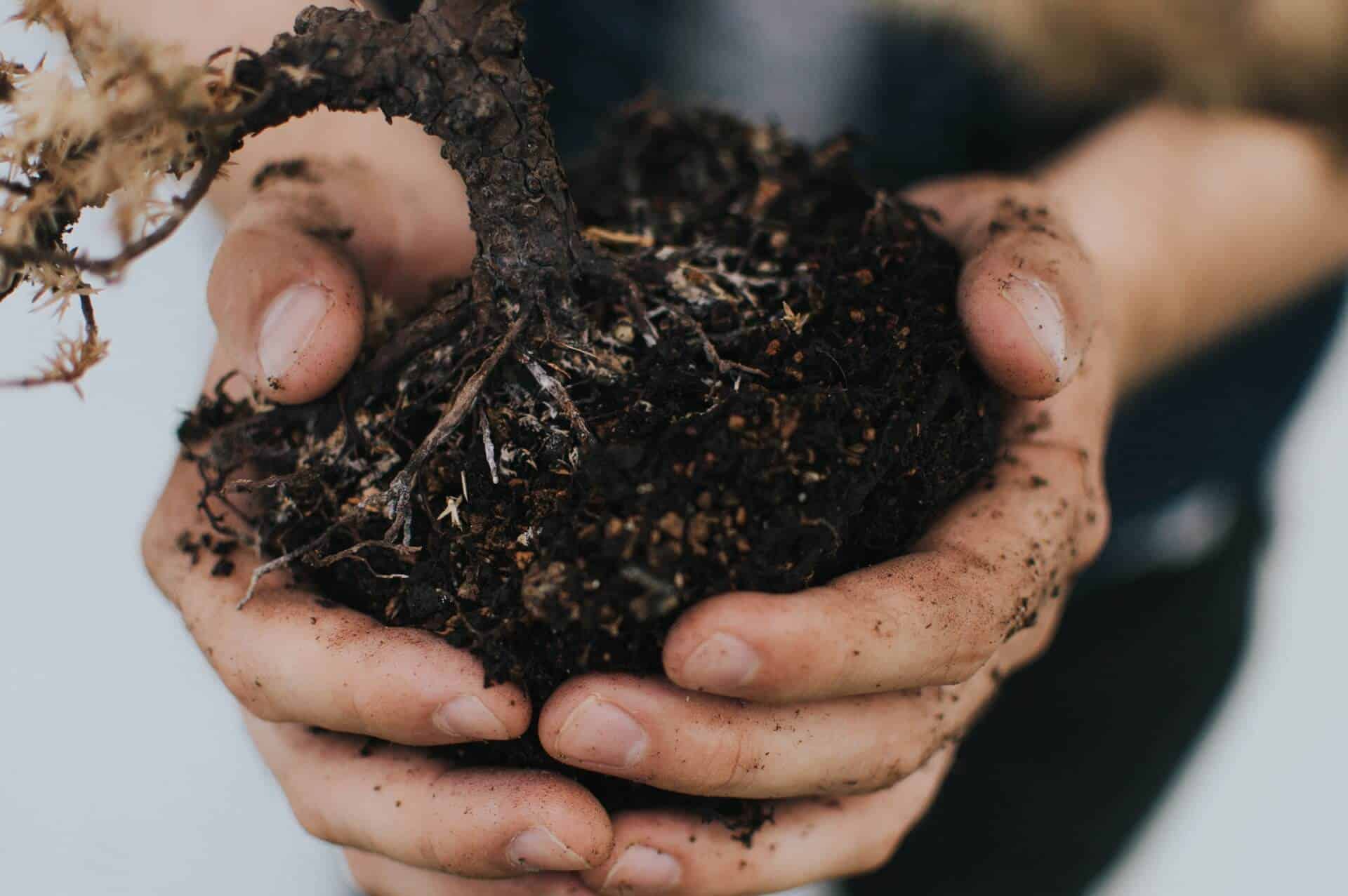 Person holds soil in their hands.