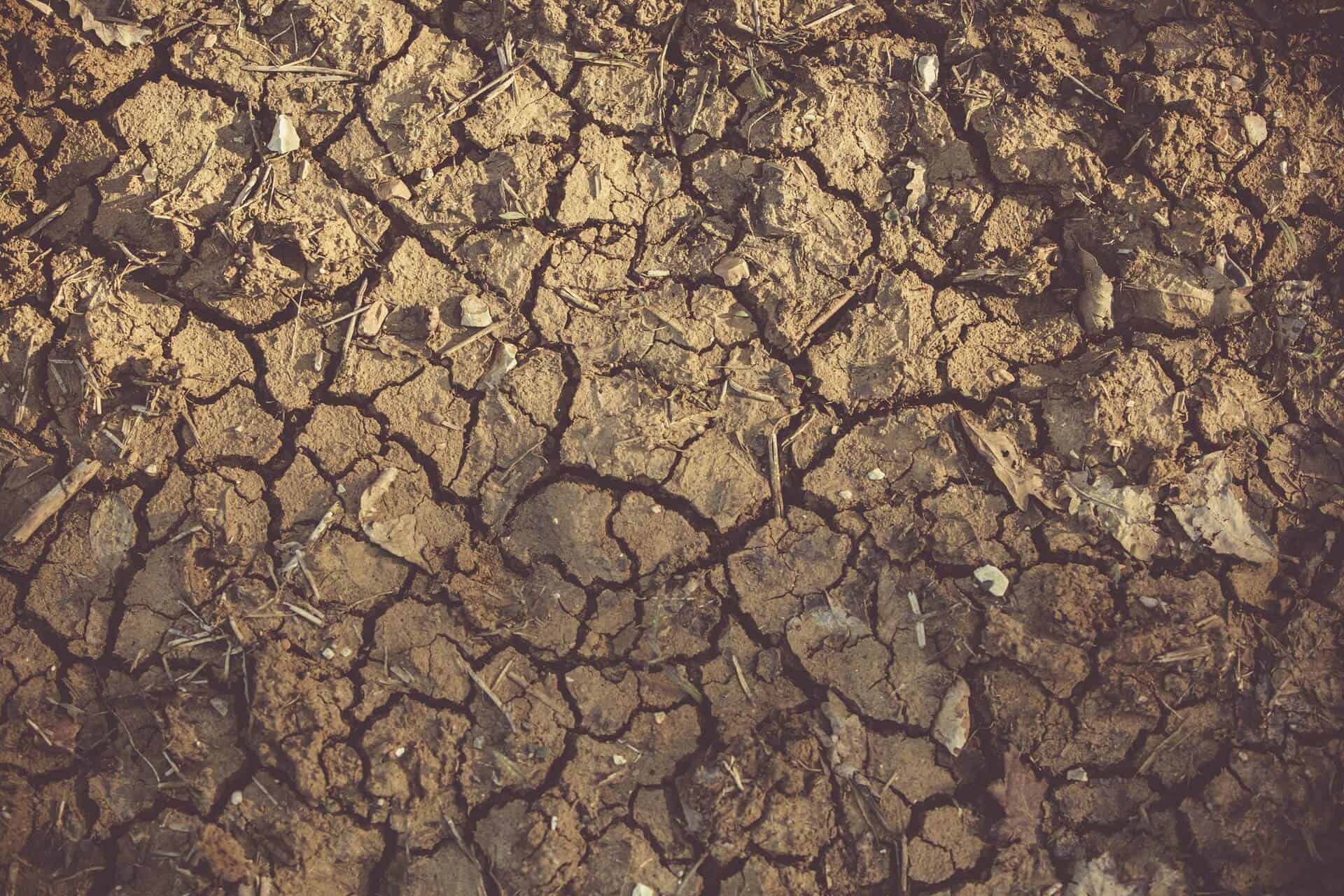 Dry, cracked ground.
